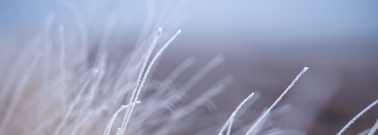 frosty straws of grass