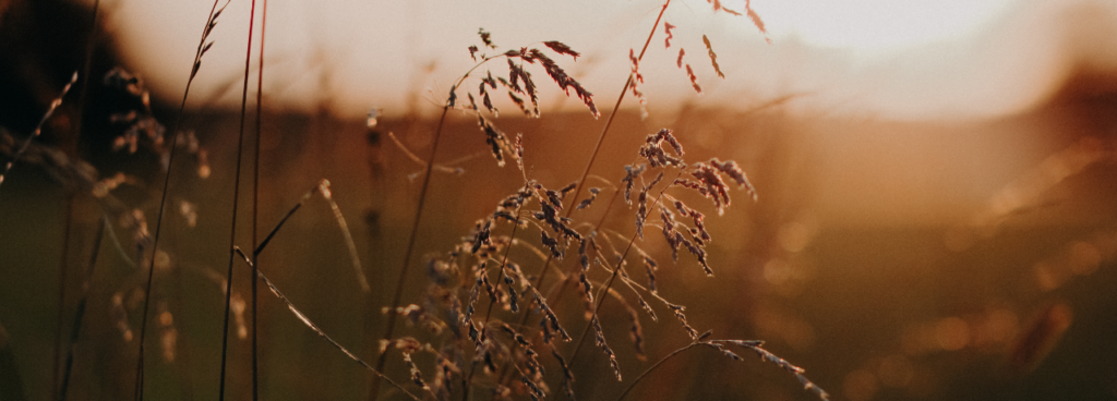 evening seeds